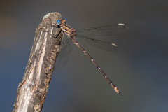 Archilestes californicus