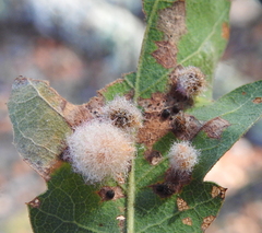 Andricus crystallinus