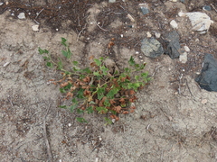 Mirabilis multiflora