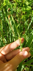 Carex granularis