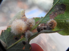 Andricus crystallinus