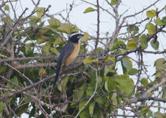 Saltator orenocensis