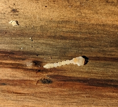 Melanophilini