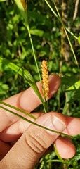 Carex granularis