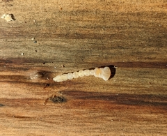 Melanophilini