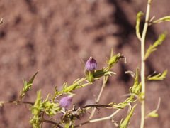 Cordylanthus wrightii