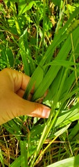 Carex granularis