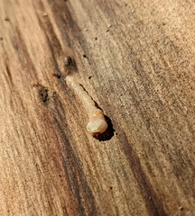 Melanophilini