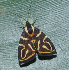 Hemerophila albertiana