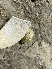 Isocladus armatus