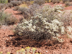 Eriogonum corymbosum