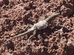 Uta stansburiana uniformis