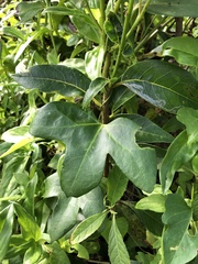 Aristolochia trilobata