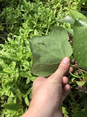 Aristolochia trilobata