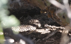 Sceloporus bimaculosus