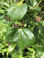 Aristolochia trilobata