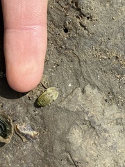 Isocladus armatus