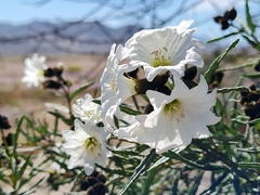Cordia decandra