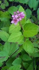 Spiraea japonica