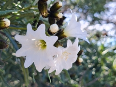 Cordia decandra