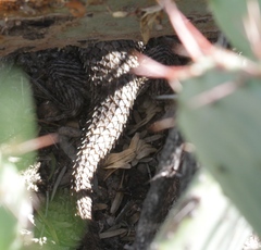 Sceloporus bimaculosus