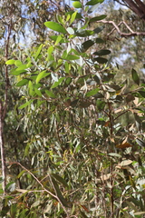Acacia holosericea