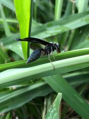 Synoeca septentrionalis