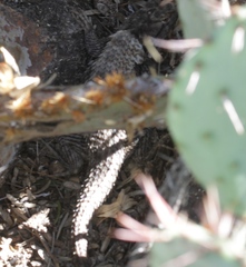 Sceloporus bimaculosus