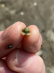 Isocladus armatus