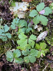 Rubus pedatus