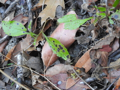 Eurybia radulina