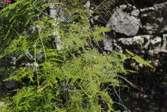 Asparagus setaceus