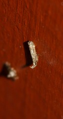 Dichomeris inversella