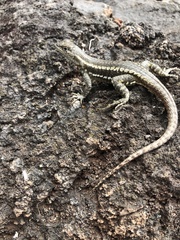 Microlophus bivittatus