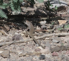 Aspidoscelis marmoratus