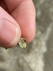 Isocladus armatus