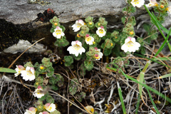 Euphrasia transmorrisonensis