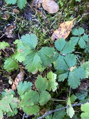 Rubus pedatus
