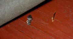 Anageshna primordialis