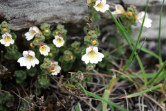 Euphrasia transmorrisonensis
