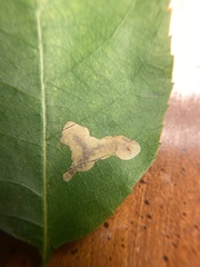Cameraria caryaefoliella