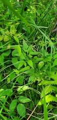 Zizia aurea