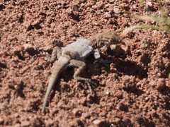 Uta stansburiana uniformis