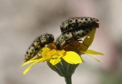 Acmaeodera maculifera