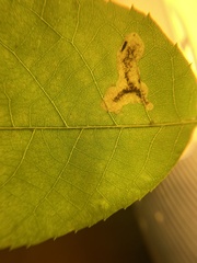 Cameraria caryaefoliella