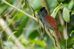 Thamnophilus palliatus