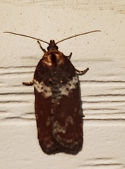 Acleris celiana