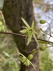 Clematis cunninghamii
