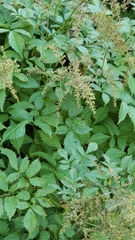 Astilbe