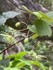 Clematis cunninghamii